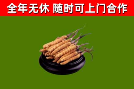 神池烟酒回收冬虫夏草.jpg