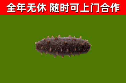 神池烟酒回收干海参.jpg